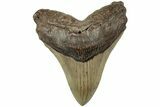 Serrated, Fossil Megalodon Tooth - North Carolina #236744-1